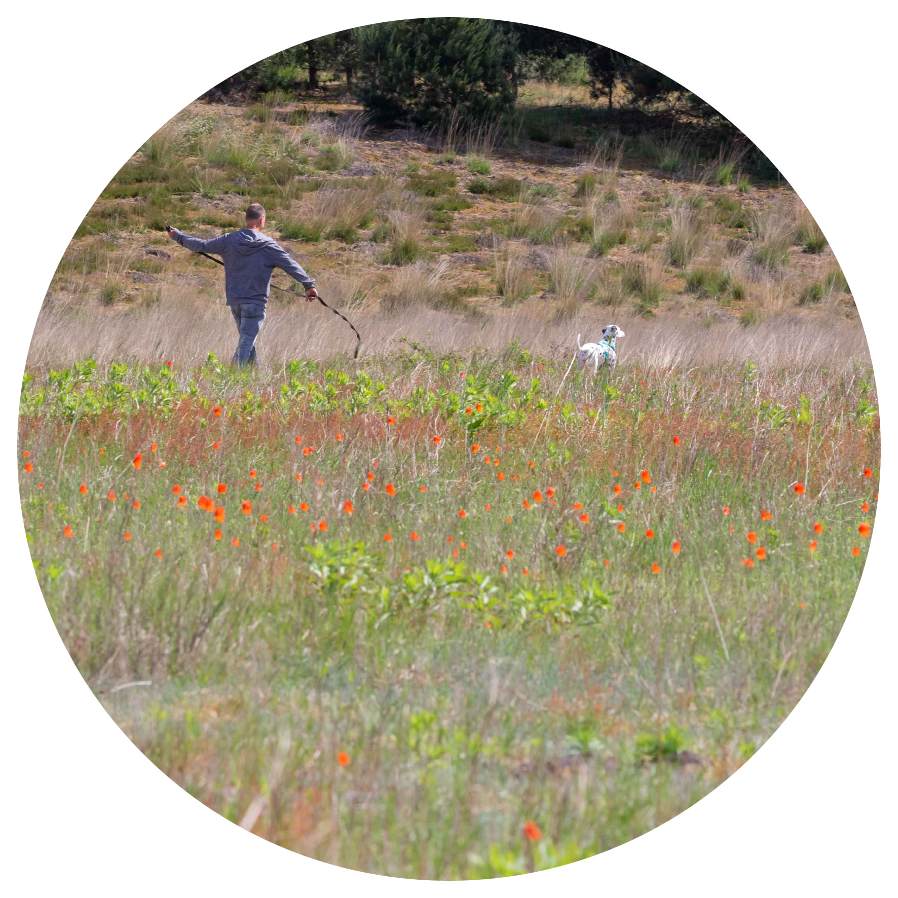 Wandelen in de Maasduinen