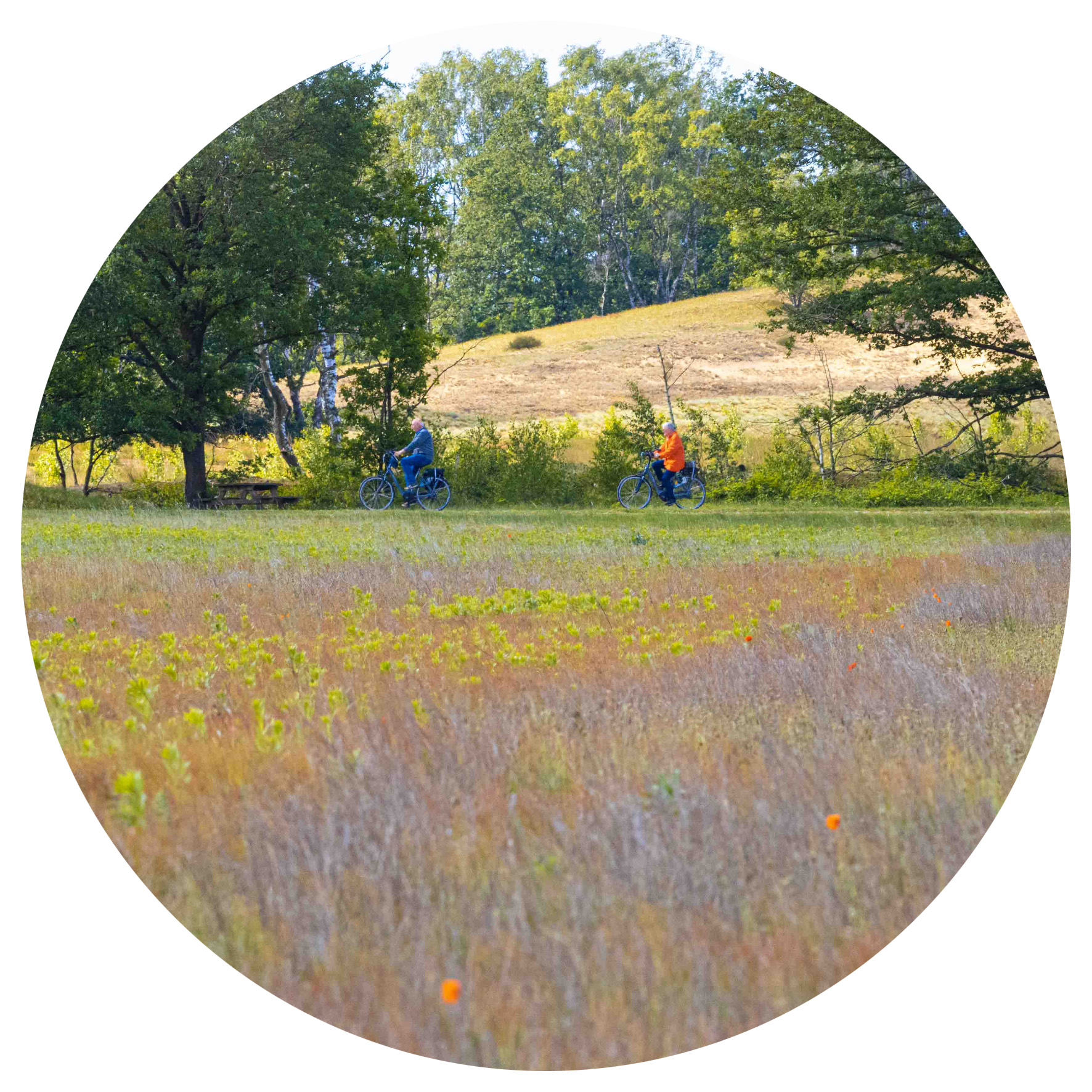 Fietsen in de Maasduinen